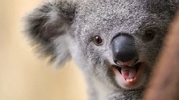 Wann machen Koalas Geräusche?