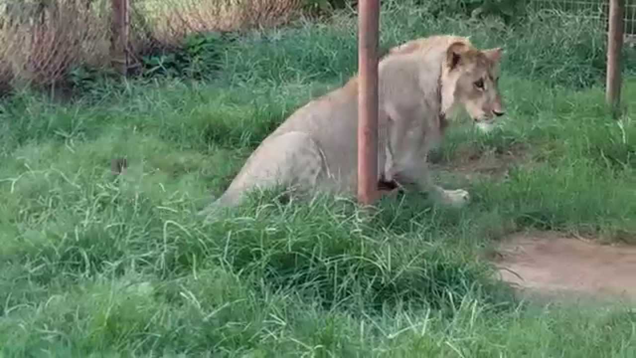 kigambo araali Just a simple 'good morning' | SAYING HELLO TO LIONS AND TIGERS