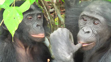 TRUE BONOBO LOVE