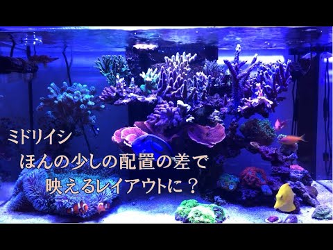 プチレイアウト変更＆告知　【サンゴ】【ミドリイシ】【海水魚水槽】