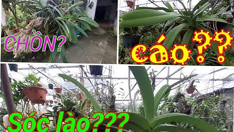 Cách phân biệt: Lan đuôi chồn(sóc ta) - sóc lào - đuôi cáo.