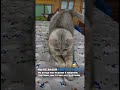 Cats Friends Moscow рекомендации Cats Friends Moscow рекомендации