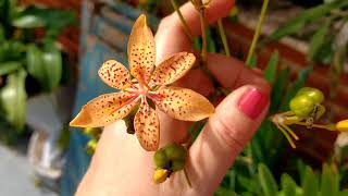 Minhas 3 Orquídeas Denphal e Flor Leopardo - thptnganamst.edu.vn