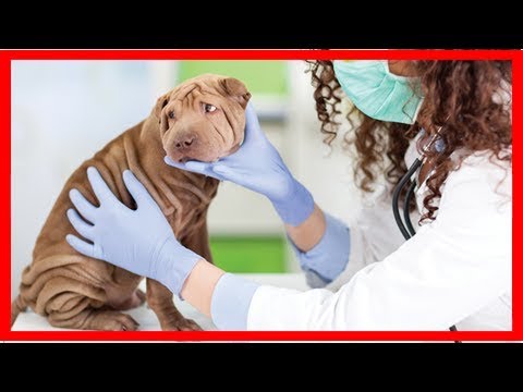 Video: Ameba-Infektion Bei Hunden - Hunde-Amöbiasis - Ursache Von Durchfall Bei Hunden