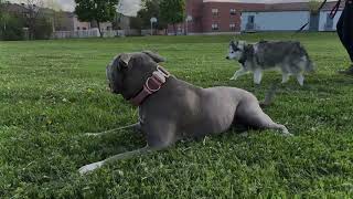 My dog chillin on the grass