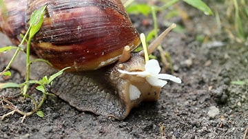 Close Up Snail Move and Eating Flower