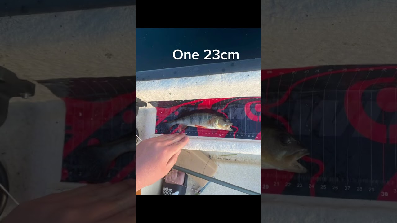 What is your perch PB ? 