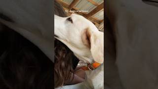Kissing My Dogs To Get Their Reactions