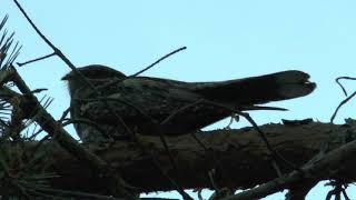 De Nachtzwaluw ontwaakt - Caprimulgus europaeus - Nightjar