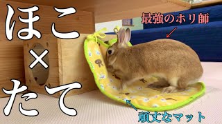 うさぎにホリホリマットを与えたら何日で穴が空く？ #724