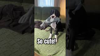 Cutest Great Dane Puppy #shorts #shortsfeed #puppy #cutedog #dogshorts #cute #babydog #viral #dog #f