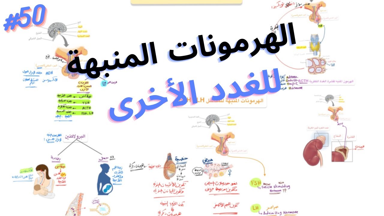 الهرمونات المنبهة للغدد الأخرى || هرمونات الغدة النخامية