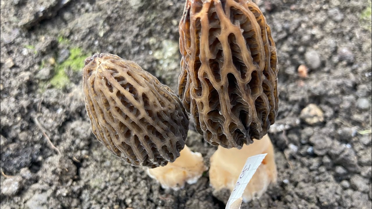 Morilles de culture ..première récolte 👍