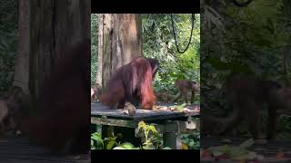 Giant Orangutan Scales Feeding Platform.