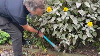 Weeding With a Pickaxe & Bamboo-Like Plants