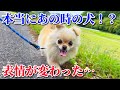 怖がりな保護犬と散歩に行くと別人格になりました…🥹