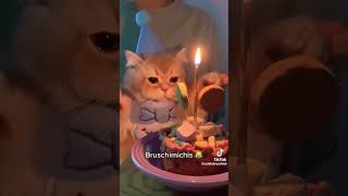 Bruschimichis #shots #parati #xd #humor #michis #bruschimichis #gatos #gracioso #paratodos