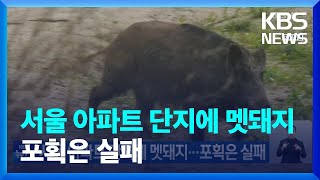 서울 아파트 단지에 멧돼지…포획은 실패 / KBS  2…