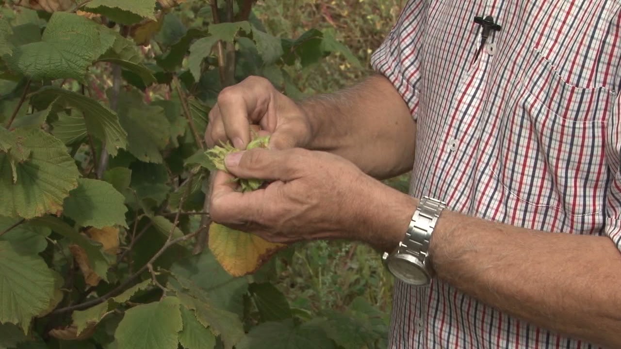 Agro perspektiva: Uzgoj lješnjaka u Kaknju