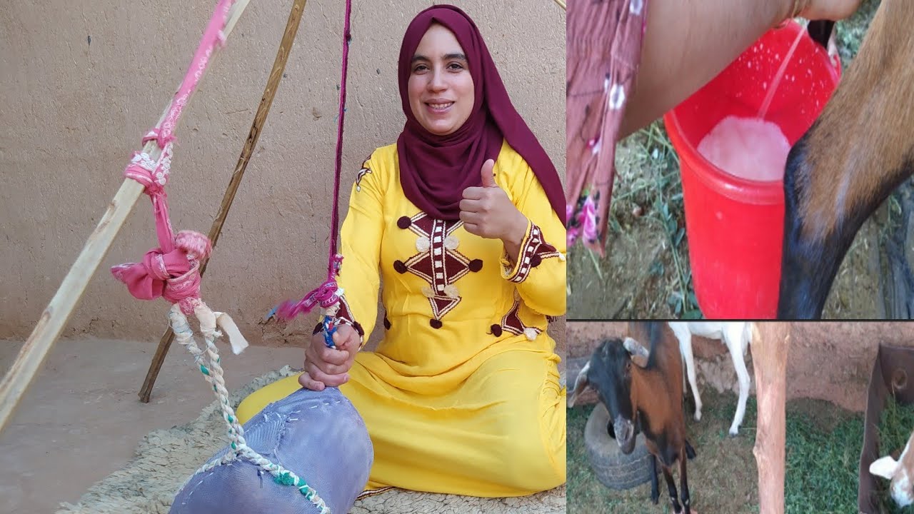 مخضت لهم لبن وها شنو شرط عليهم #فلوك-بدوي بامتياز عشاق البادية اين أنتم