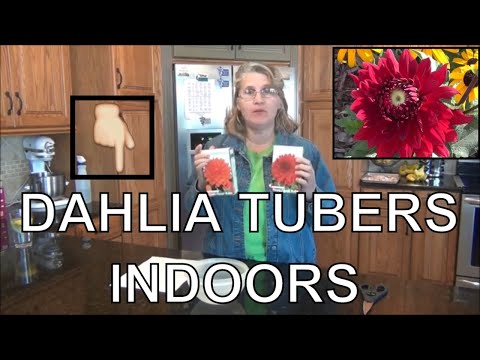 How to Grow Dahlia from Tubers Indoors to Plant Outdoors