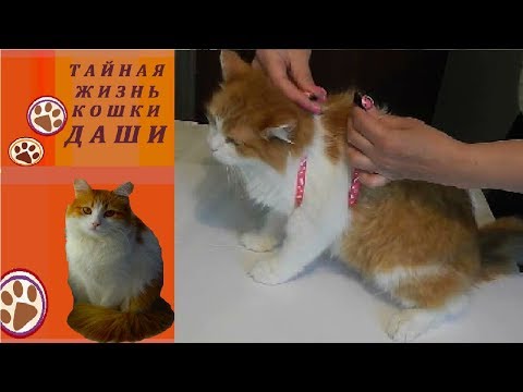 ПОВОДОК И ШЛЕЙКА ДЛЯ КОШКИ ДАШИ ИЗ МАГАЗИНА ГАЛАМАРТ (распаковка, примерка, прогулка).