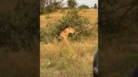 #Lion  & Leopard Fall Out Tree While Fighting For Food..#shorts