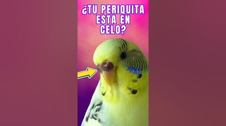 Is your budgie in heat? Watch their cerebellum and find out 🐦💛 #Budgies