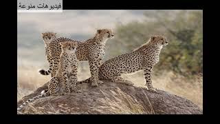 معلومات عن الفهد الصياد (Cheetah)