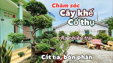 Cách Chăm Sóc Cắt Tỉa CÂY KHẾ Bonsai Cổ Thụ dáng đẹp Có Nhiều Trái