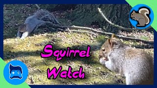 Squirrel Watch! - Funny Squirrel has a Big Adventure