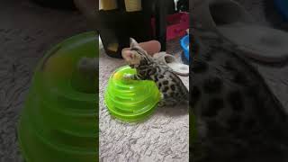 Котёнок Персик попал в замкнутый круг. #котоприколы #кот #смешныекоты #бенгальскаякошка #котэ