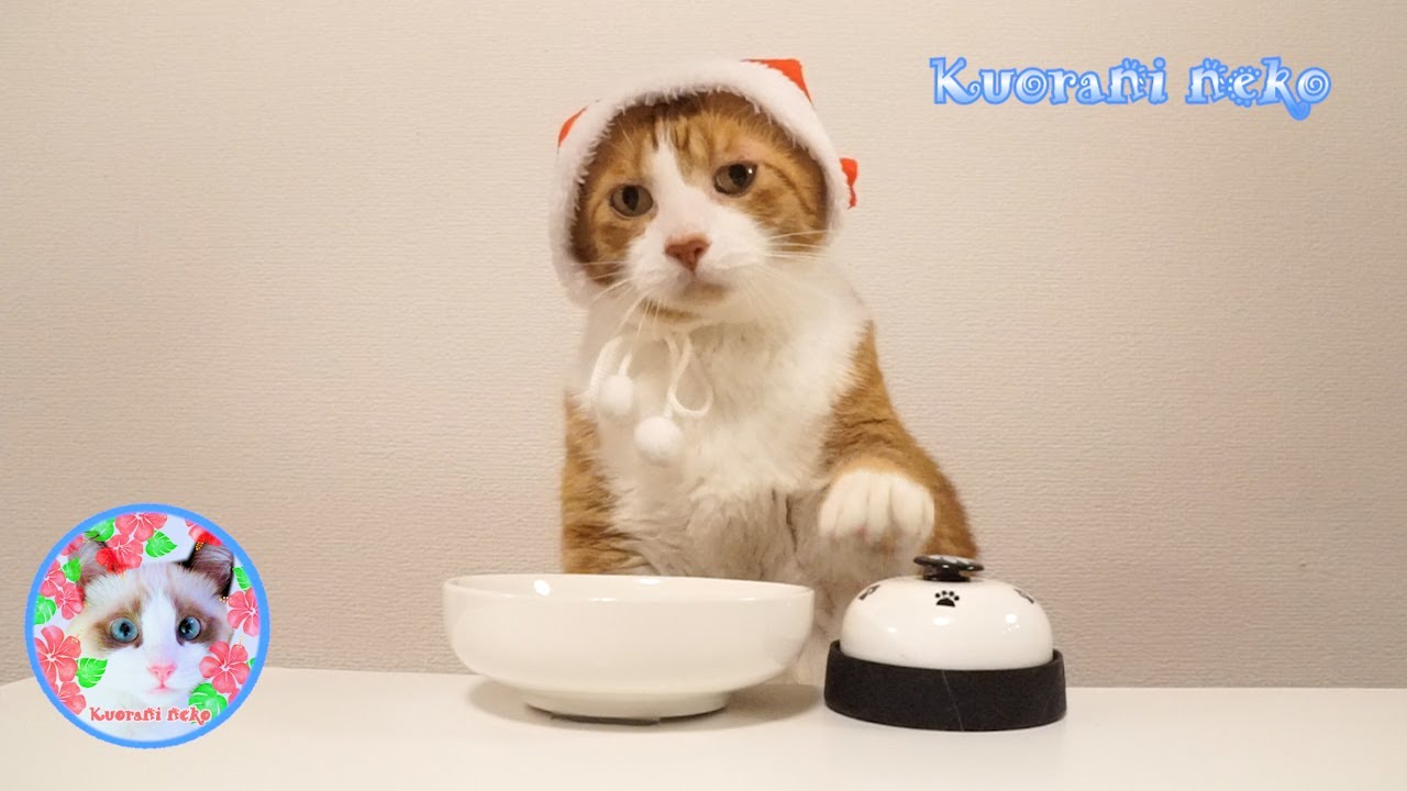 Eテレ】ねこねこ55のテーマ曲をハワイ気分で 0655 Hawaiian