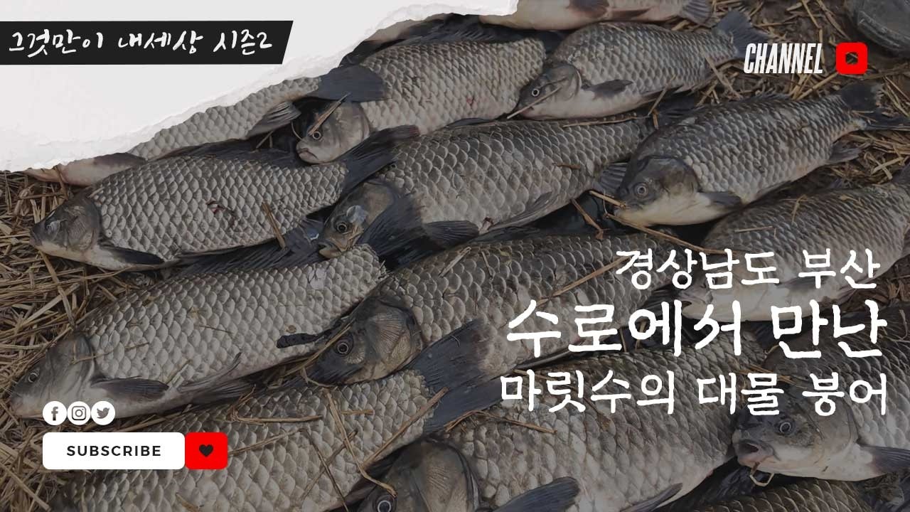 FTV 그것만이 내세상 시즌2 - 경상남도 부산 : 겨울이 되면 핫해지는 수로에서의 낚시 기록! -2부- #붕어낚시 #민물낚시 #찌올림