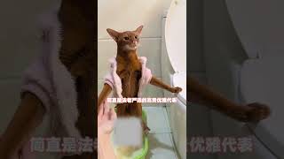 Abi's Majestic Gold Gradient Makeover: A Cat's Transformation Unveiled