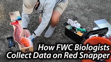 How FWC Biologists Collect Data on Red Snapper
