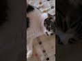 なでなで #cat #猫のいる暮らし #保護猫