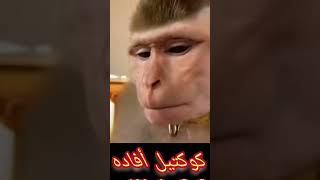 قرد حالق حلاقه غريبه A monkey shaves a strange razor