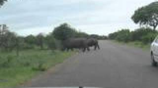 interlace "Rhinos" and "Traffic" videos- one-by-one.