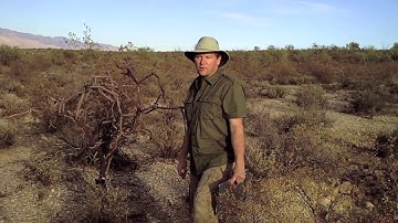 Sampling Vegetation Cover by Point Intercept