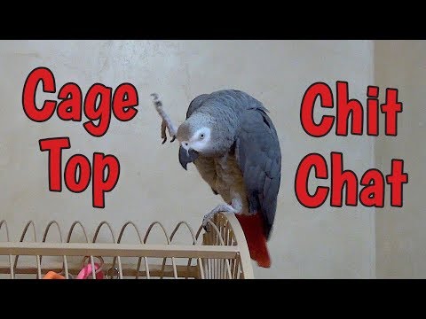 Einstein Parrot’s Cage Top Chit Chat Einstein Parrot’s Cage Top Chit Chat