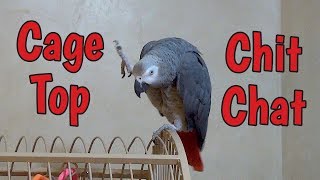 Einstein Parrot’s Cage Top Chit Chat