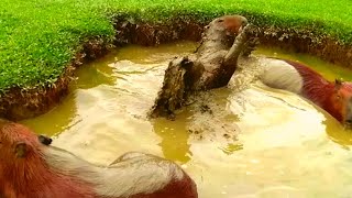 Brushing FOUR Muddy Capybaras!