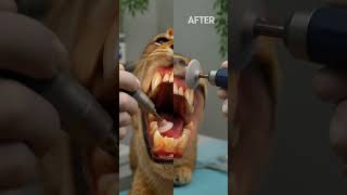Cat Teeth Cleaning Demo – Remove Plaque Fast!