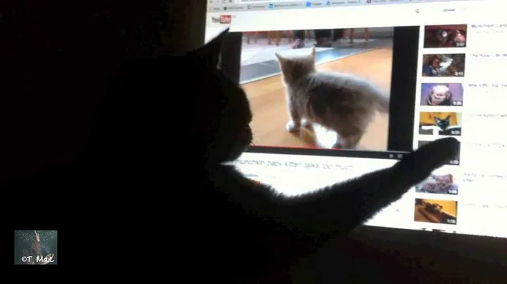 Video 11202161: munchkin baby kitten talks, cat munchkin baby kitten, munchkin cute kittens cat, adorable munchkin kitten, little munchkin kitten, cat old