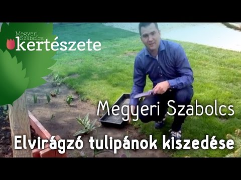 Videó: Tulipán Termesztése üvegházban (19 Fotó): Milyen Betegségek Fordulhatnak Elő Az Erőltetés Során? Hány Tulipán Nő? Az Etetés Szabályai