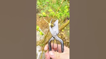 Kéo Cắt Cành Tỉa Cành Cây, Bonsai #keocatcanh #keotiacanh #bonsai #caycanh #lamvuon