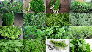 22 MOST COMMON HERBS IN THE WORLD. POPULAR HERBS