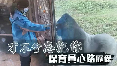 动物园大猩猩将离台　保育员泪眼：好好保重 | 台湾苹果日报 - 天天要闻