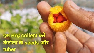 कंटोला के seeds और tubers को इस महीने collect करने का आसान तरीका देखिए.